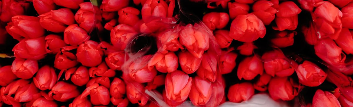 In Netherlands Bitcoin Mining is Used to Grow Tulips