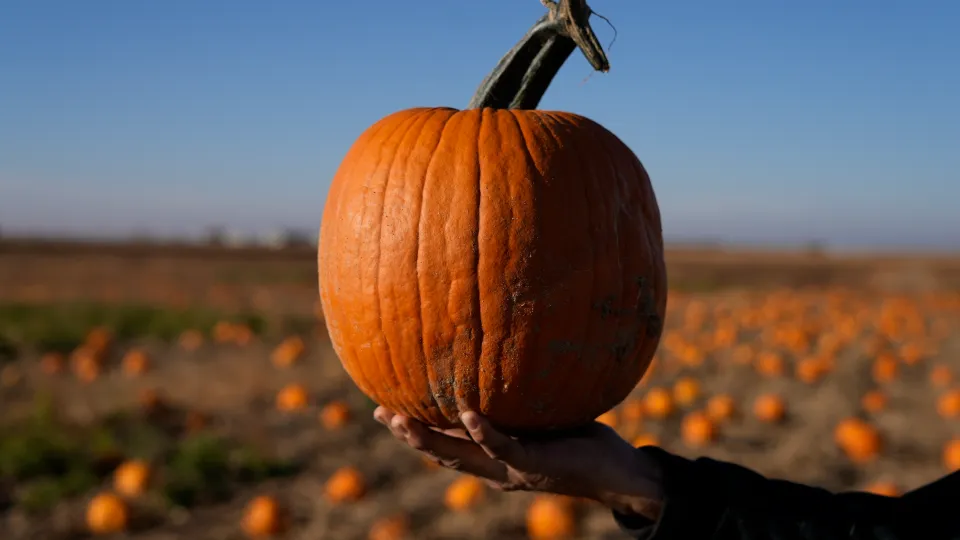 Microsoft acquires Wisconsin pumpkin farm for $76 million to build data center