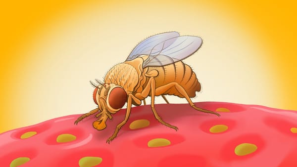 We are one step closer to simulating a complete fruit fly with this brain map